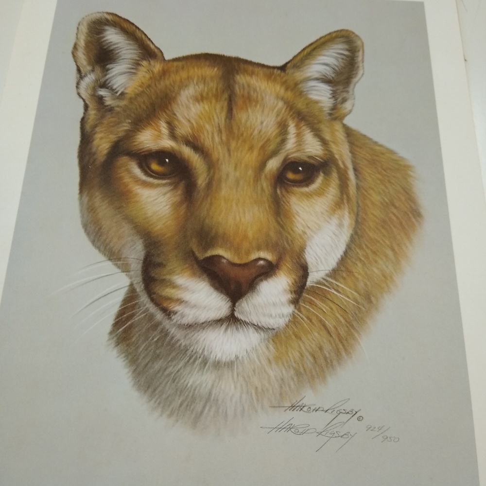 Cougar II By Harold Rigsby 924/950 Signed